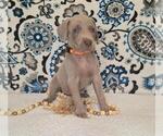 Puppy Walker Weimaraner