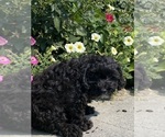 Small #1 Lhasa Apso-Poodle (Toy) Mix