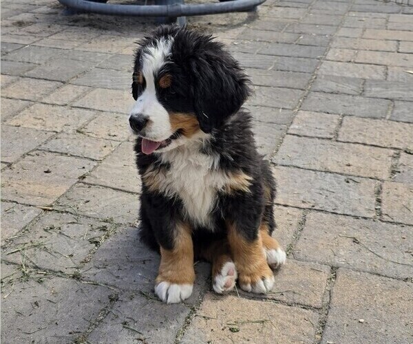 Medium Photo #32 Bernese Mountain Dog Puppy For Sale in SALMON, ID, USA