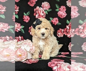 Maltipoo-Poodle (Miniature) Mix Puppy for sale in LINCOLN UNIVERSITY, PA, USA