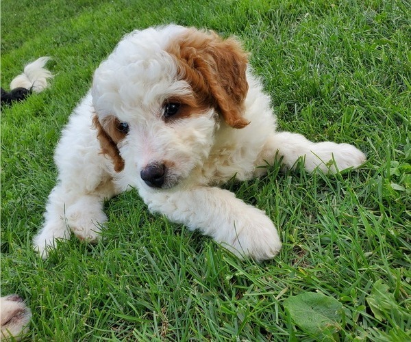 Medium Photo #23 Bernedoodle (Miniature) Puppy For Sale in LEETONIA, OH, USA