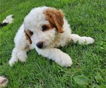 Small #22 Bernedoodle (Miniature)