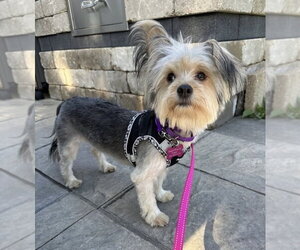 Mutt Dogs for adoption in Mundelein, IL, USA