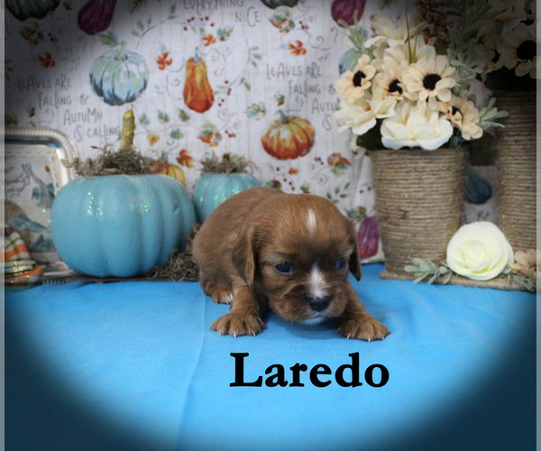 Medium Photo #91 Cavalier King Charles Spaniel Puppy For Sale in CHANUTE, KS, USA