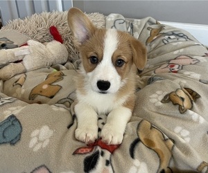 Pembroke Welsh Corgi Puppy for sale in GUTHRIE, KY, USA
