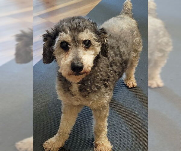 Medium Photo #8 Mutt Puppy For Sale in Arlington, VA, USA