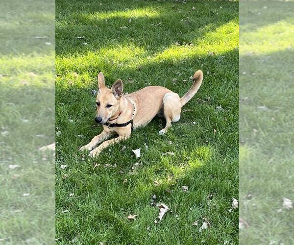 Medium Photo #8 Carolina Dog-Unknown Mix Puppy For Sale in Minneapolis, MN, USA