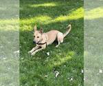 Small #7 Carolina Dog Mix