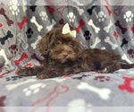Small #5 ShihPoo
