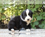Small Photo #32 Australian Shepherd Puppy For Sale in ACTON, CA, USA