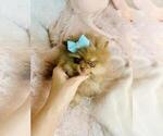 Small #9 Pomeranian