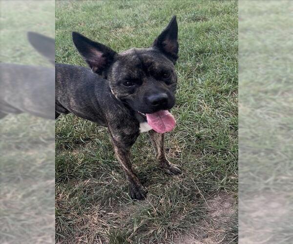 Medium Photo #1 Plott Hound-Unknown Mix Puppy For Sale in Conroe, TX, USA