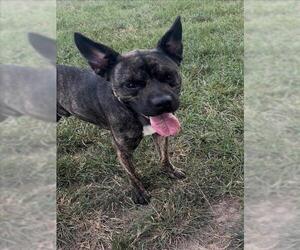 Plott Hound-Unknown Mix Dogs for adoption in Conroe, TX, USA