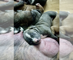 Small Photo #4 American Staffordshire Terrier Puppy For Sale in GLENDALE, CA, USA