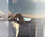 Small Photo #3 Mutt Puppy For Sale in Miami, FL, USA