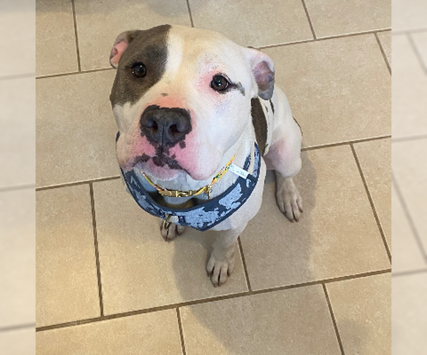 Medium Photo #8 American Pit Bull Terrier-Unknown Mix Puppy For Sale in Virginia Beach, VA, USA