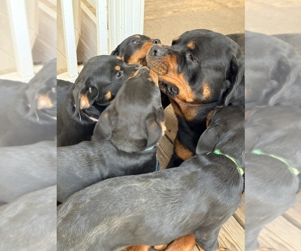 Medium Photo #1 Rottweiler Puppy For Sale in DANVILLE, IL, USA