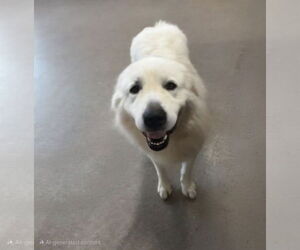 Medium Great Pyrenees
