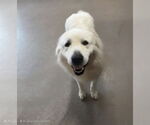 Small Great Pyrenees