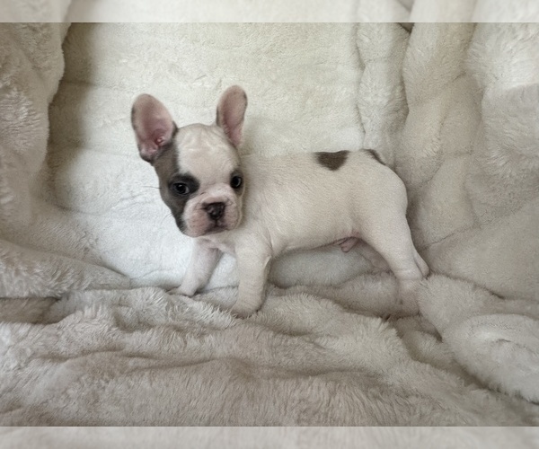 Medium Photo #2 French Bulldog Puppy For Sale in OAKDALE, CA, USA