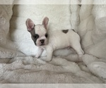 Small Photo #2 French Bulldog Puppy For Sale in OAKDALE, CA, USA