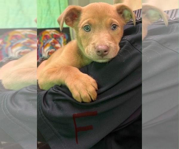 Medium Photo #1 Labrador Retriever-Unknown Mix Puppy For Sale in SHERBURNE, NY, USA