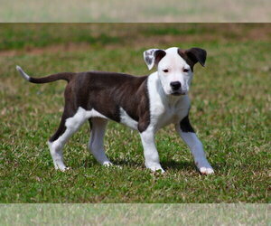 Mutt Dogs for adoption in Grovetown, GA, USA