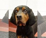Small Photo #1 Black and Tan Coonhound Puppy For Sale in Westminster, MD, USA