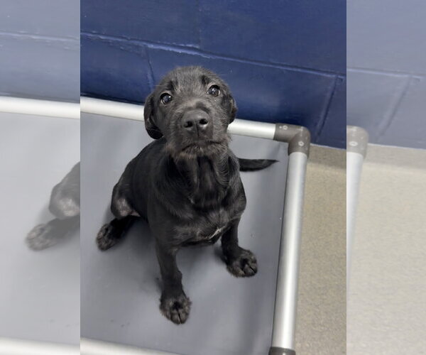 Medium Photo #1 Labrador Retriever-Unknown Mix Puppy For Sale in Sterling, MA, USA