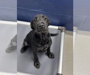 Labrador Retriever-Unknown Mix Dogs for adoption in Sterling, MA, USA