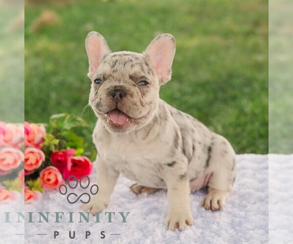 Medium Photo #2 French Bulldog Puppy For Sale in REBERSBURG, PA, USA
