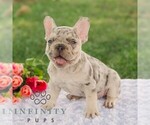 Small #1 French Bulldog