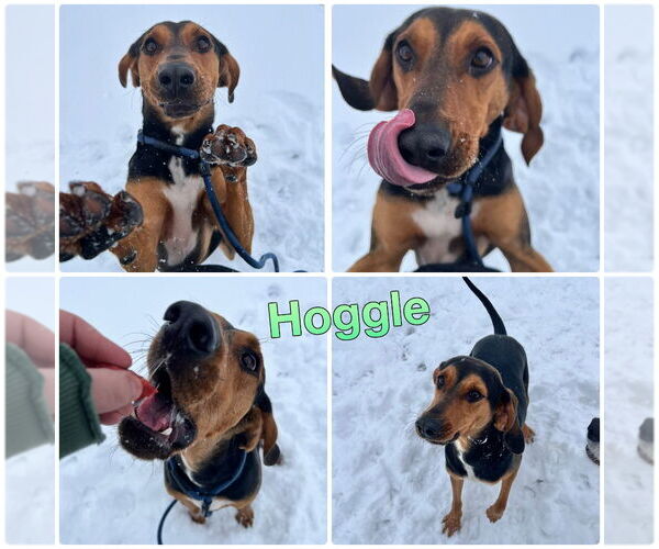 Medium Photo #5 Mutt Puppy For Sale in Pierceton , IN, USA