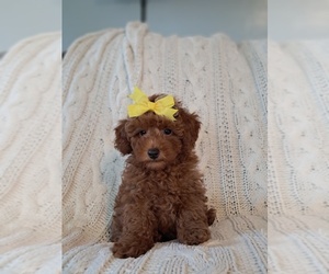 Poodle (Toy) Puppy for sale in SUGARCREEK, OH, USA