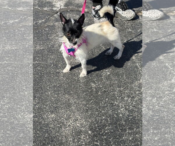 Medium Photo #3 Chihuahua-Unknown Mix Puppy For Sale in Plainfield, IL, USA