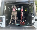 Small Photo #1 Great Dane Puppy For Sale in CHATTANOOGA, TN, USA
