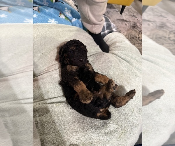 Medium Photo #10 Poodle (Miniature) Puppy For Sale in CONCORD, MN, USA