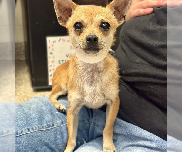 Medium Photo #1 Chihuahua Puppy For Sale in Pueblo, CO, USA