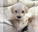 Small #2 Chihuahua Mix