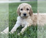 Small Photo #12 Goldendoodle Puppy For Sale in LAGUNA HILLS, CA, USA