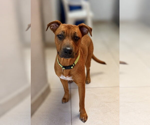 Medium Photo #2 Rhodesian Ridgeback-Unknown Mix Puppy For Sale in San Diego, CA, USA