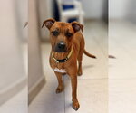 Small #1 Rhodesian Ridgeback Mix