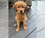 Small #4 Goldendoodle (Miniature)