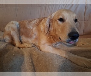 Mother of the Golden Retriever puppies born on 09/26/2022