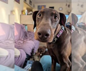 Dragon - Male Doberman Pinscher Dog for Adoption - Photo #2
