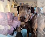 Small #1 Doberman Pinscher