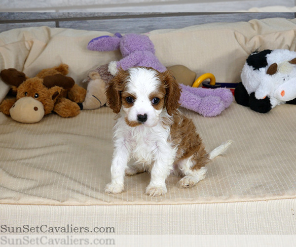 Medium Photo #1 Cavalier King Charles Spaniel Puppy For Sale in MARRIOTT SLATERVILLE, UT, USA
