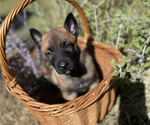 Small #1 Belgian Malinois