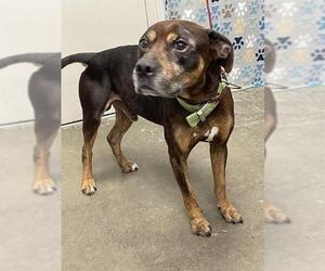 Mutt Dogs for adoption in Rosenberg, TX, USA