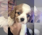 Small #4 Cavalier King Charles Spaniel